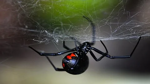 Паук Черная вдова (лат. Latrodectus mactans)