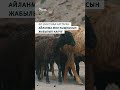 ЗАРДАЛЫ: АСКА БООРУНДАГЫ ЖАҢЫ ЖОЛ