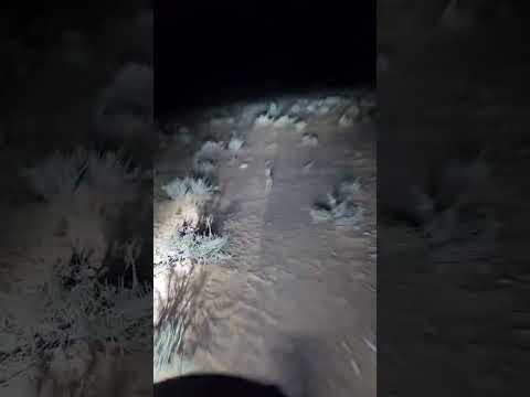 صيد الارنب البري في الليل 