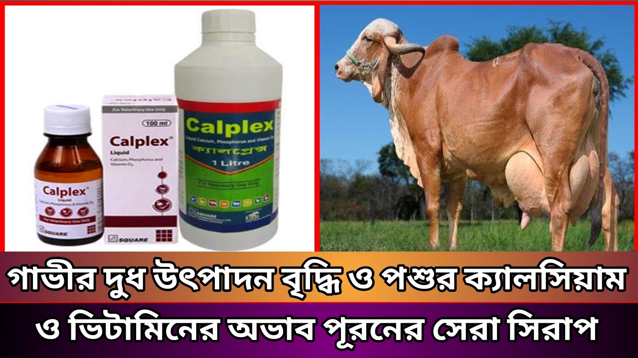 গবাদি পশুপাখির জন্য দেশের সবচেয়ে সেরা ক্যালসিয়াম সিরাপ/Calplex syrap ...