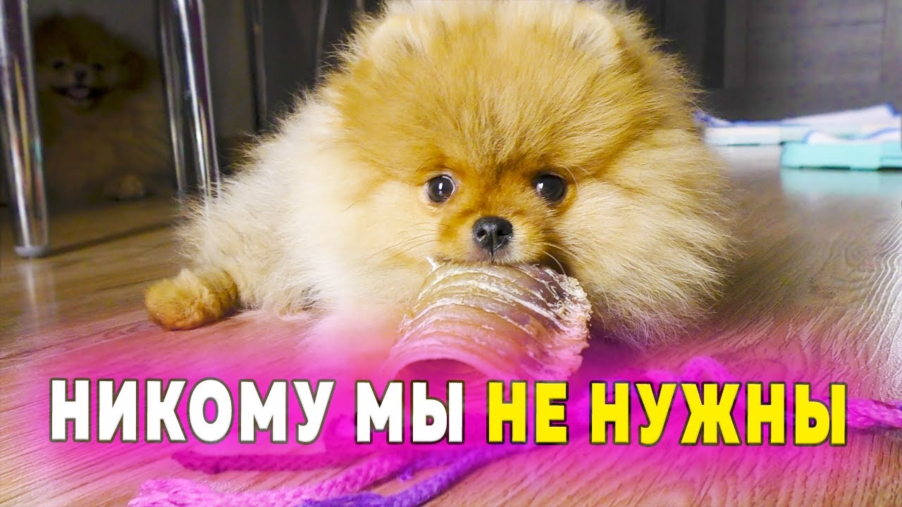 Щенкам шпица 79 дней. Почему не можем продать щенков? Будем ли чипировать собак?