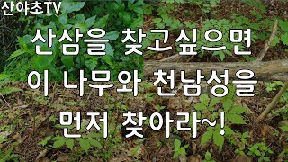 If you want to find wild ginseng, you must find this tree and Cheonnam first.