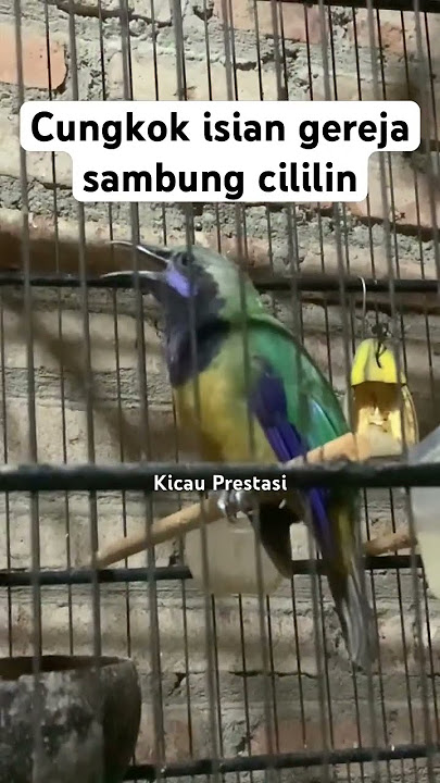Cungkok isian gereja sambung cililin