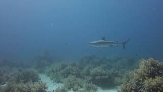 Gray reef Shark on Shark reef (Sharm el-Sheikh, Egypt) 01.03.2022