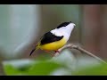 Manakin Courtship dance