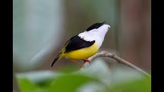 Manakin Courtship dance