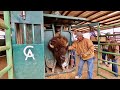 Behind the Scenes of a West Texas Bison Ranch and Texas Size Bulls!