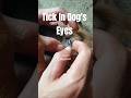Remove Tick From Dog Eyes😢😢