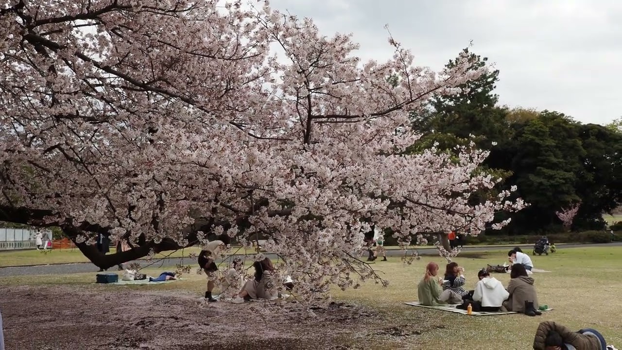 Ohanami Tokyo Shinjuku Gyoen Garden　お花見　新宿御苑　2022/4/5  27