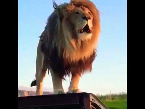 MAAJABU YA SIMBA DUME NDANI YA MBUGA ZA WANYAMA SERENGETI 