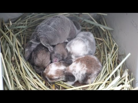 巣箱の中で団子になる赤ちゃんうさぎ【ホーランドロップ】