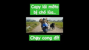 capy bị chó lùa khi đi moto chở bà và cá sấu đi chơi công viên #funny #duet