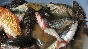 Cá rô phi, Cá lao kiến, Cá chép vàng, ....