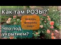 Что делать с розами весной? | ОТКАПЫВАТЬ? | ПРОВЕТРИВАТЬ? Ответы в этом видео.