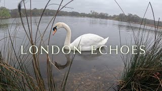 London Rain Walk: Exploring Richmond Park  Rainy ASMR [4K]