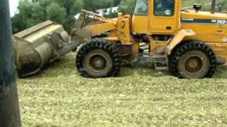 Cornsilage 2010/ farm girl