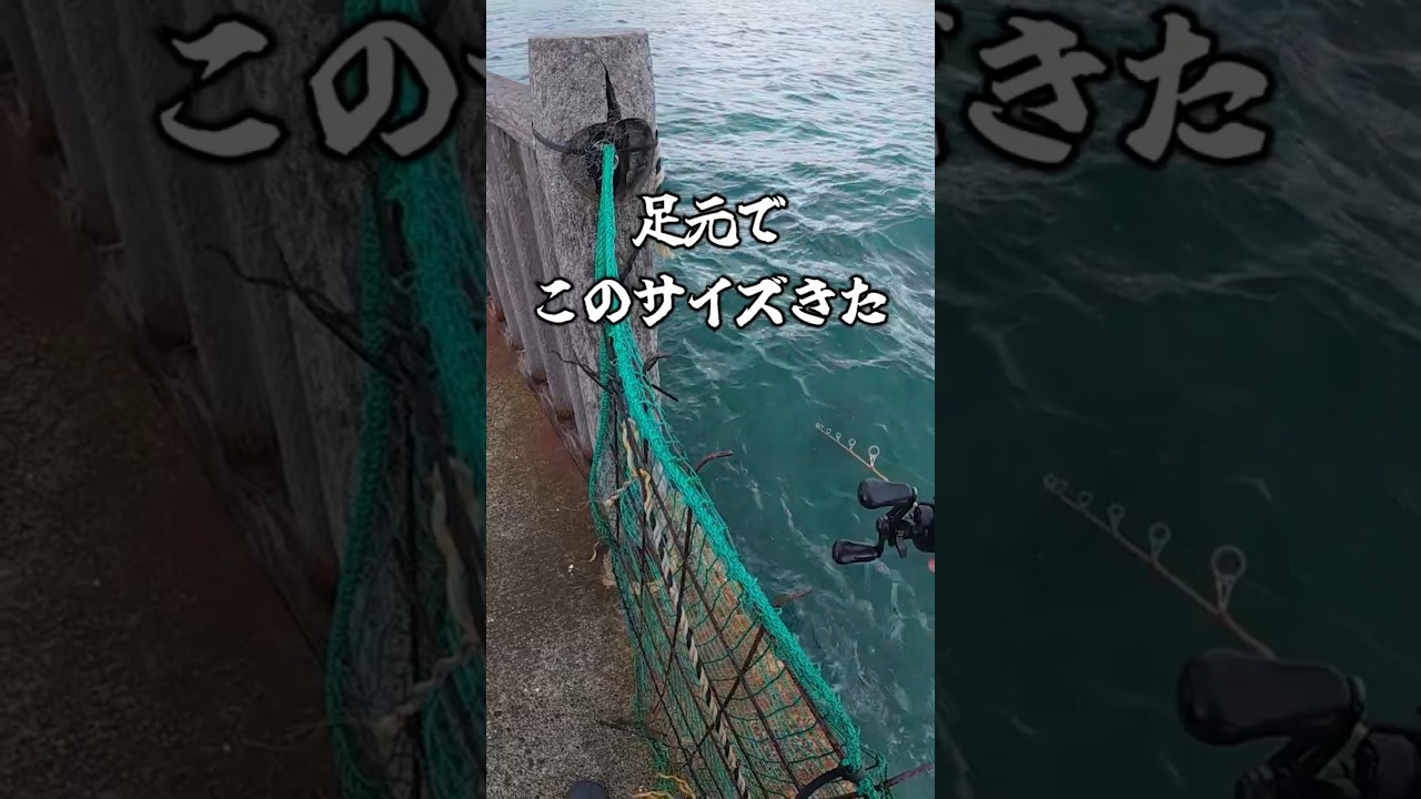 【穴釣り】足元でこのサイズは反則 #shorts