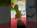 「こんにちは〜みどり!!」「ううっ」まもちゃんの合いの手で張り切りすぎちゃった! #わさびっちょ #おしゃべりインコ