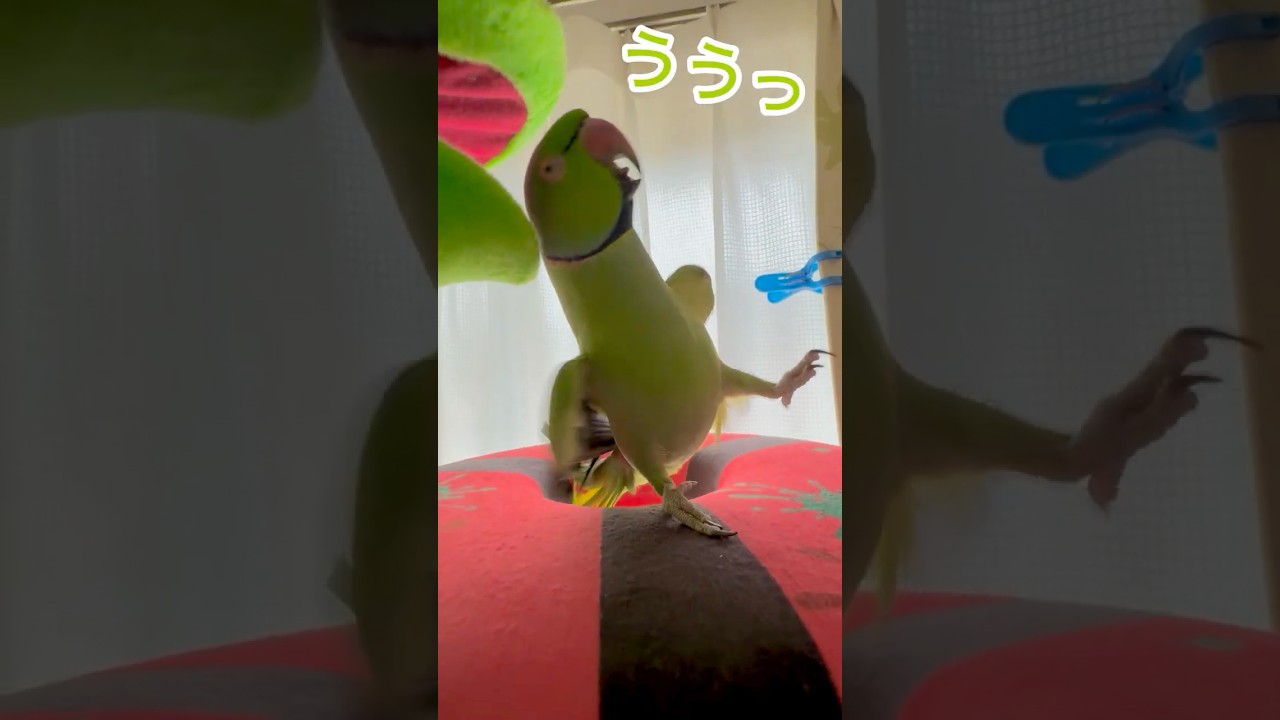 「こんにちは〜みどり!!」「ううっ」まもちゃんの合いの手で張り切りすぎちゃった! #わさびっちょ #おしゃべりインコ