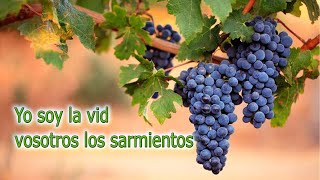 YO SOY LA VID (Javier Brú) || V Domingo de Pascua