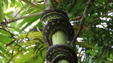 Snakes Climbing Trees, Poles and Walls | Climbing Python