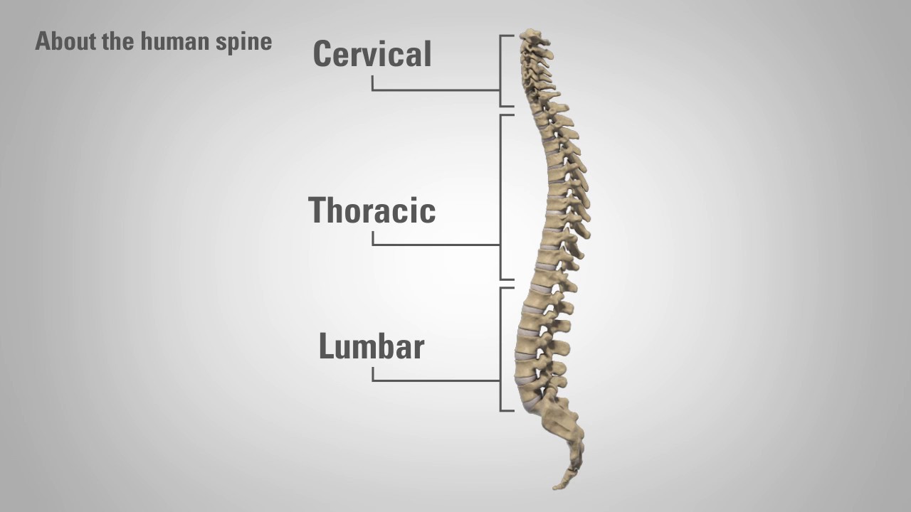 Radiculopathy - Patient Education