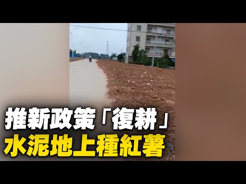 中共推新政策“复耕 ”，水泥地上铺泥巴种红薯。网友：一阵风的政策一过，推土又现水泥路？【 #大陆民生 】