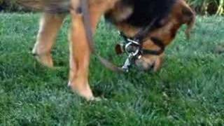 Grazin In The Grass