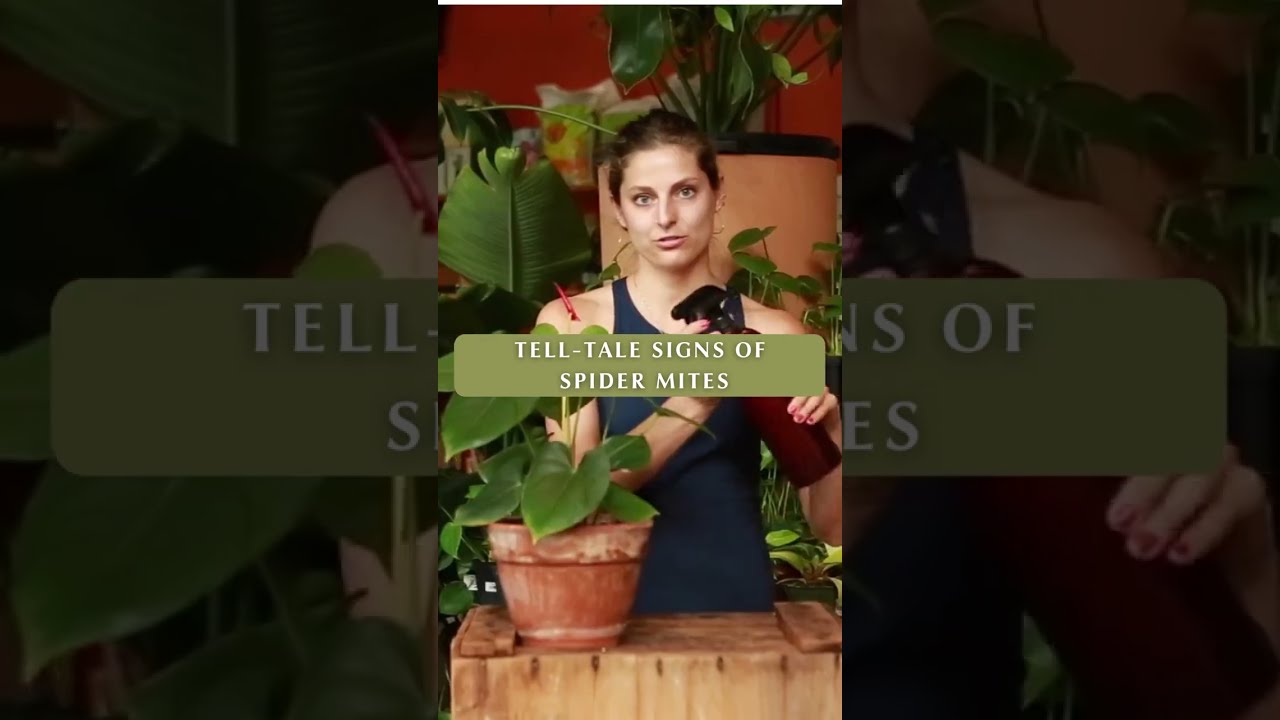 Telltale signs you might have Spider Mites.