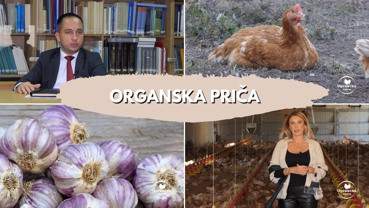 Organska priča #1 Jedina farma organske piletine u Srbiji | Beli luk u vodi za živinu - da ili ne?