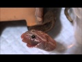 コーンスネークの食事風景~あくび編~ Corn Snake Feeding