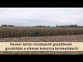 Hevesi István mindszenti gazdálkodó gondolatai a sikeres kukorica termesztésről