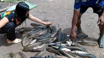 đi kích cá vuông tôm toàn cá lóc khủng tôm bún như mưa | Săn Bắt Kiên Giang