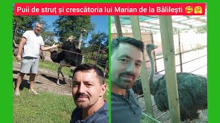 Puii de struț și crescătoria lui Marian de la Bălilești Arges tel 0786280210