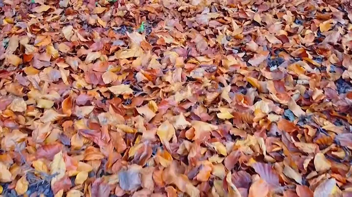 Leaves To Loose Leaf: How One Student Is Turning Fallen Leaves Into Paper To Save The Environment