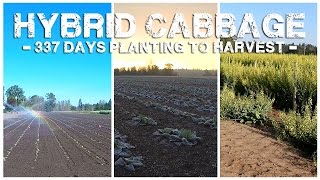 Hybrid Cabbage - 337 Days Planting to Harvest