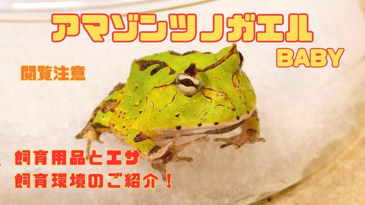 アマゾンツノガエルのベビーの飼い方・飼育用品・飼育環境・エサについてまとめました