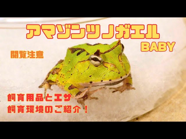 We have summarized how to raise baby Amazonian horned frogs, the