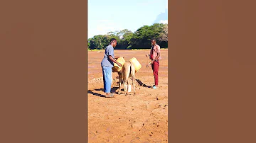 Kelitu Wekaa Nai Shorts Video TUMBO USU Afrobeat Bengamusic Music Burkinafaso 