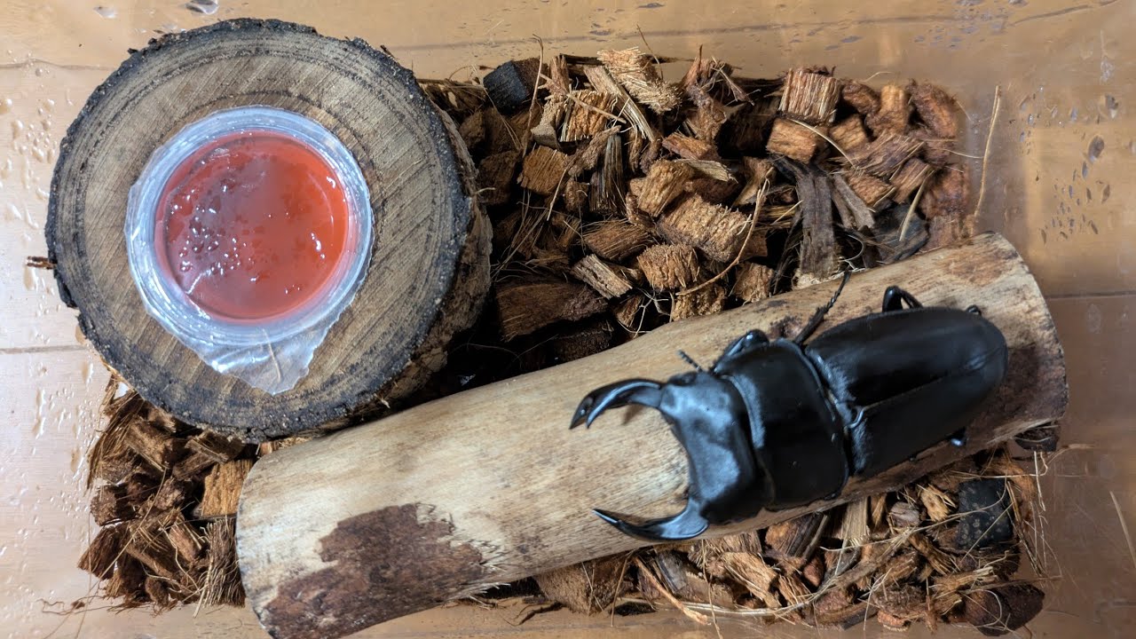 オオクワガタやっと羽化し始めました