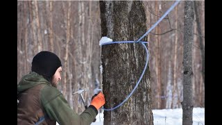 Tapping Below the Lateral Line for High Maple Sap Yield screenshot 1