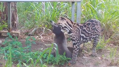 Ocelot vs. Coati - Osa Conservation