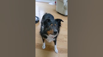 Squeaky Toy Activates Doggy