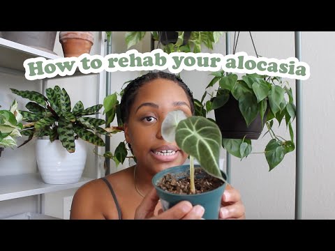 How To Bring Your Alocasia Back To Life | Alocasia Care For Beginners | How To Rehab Your Alocasia