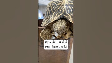 Why is water coming out of the turtle