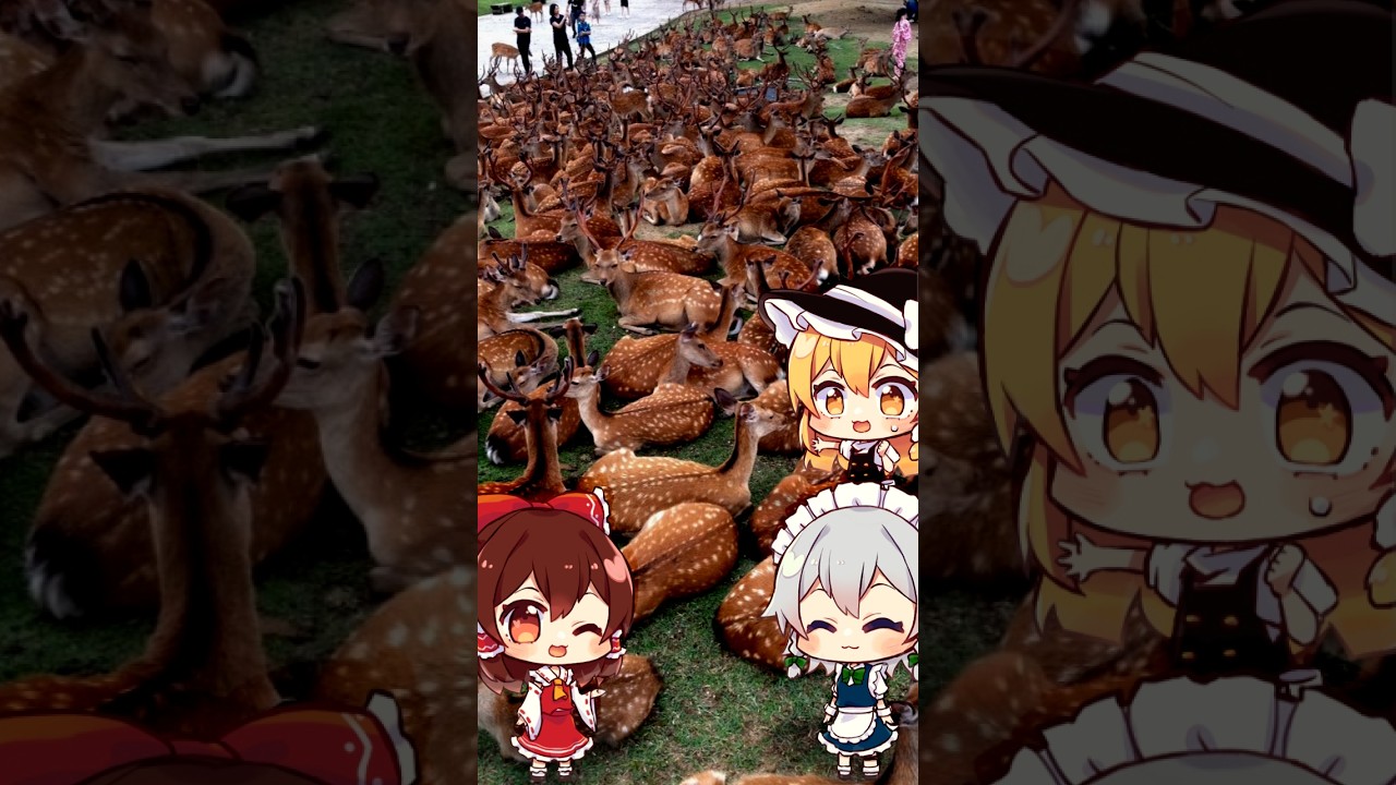 Let's Find the Deer Hangout in Nara! #Shorts - YouTube