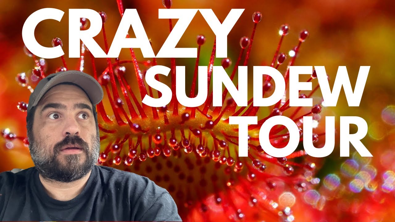 How To Grow Sundews! A Tour. 