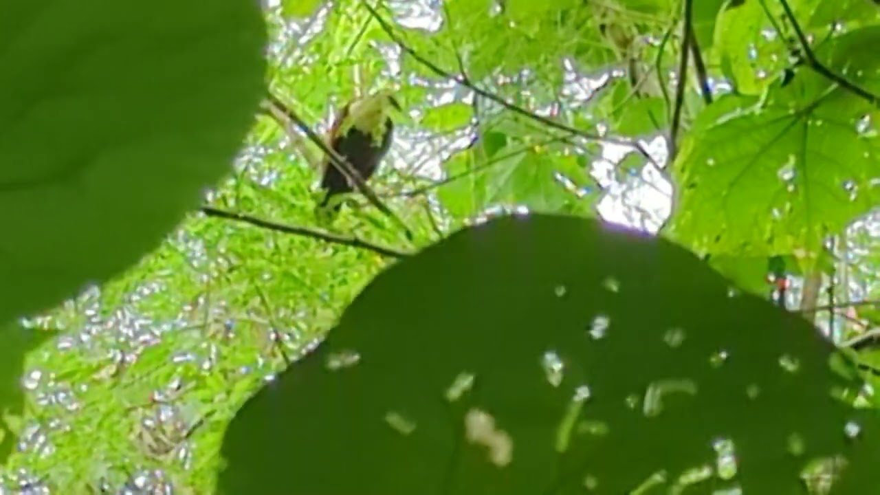 Saipan: White-throated Ground Dove