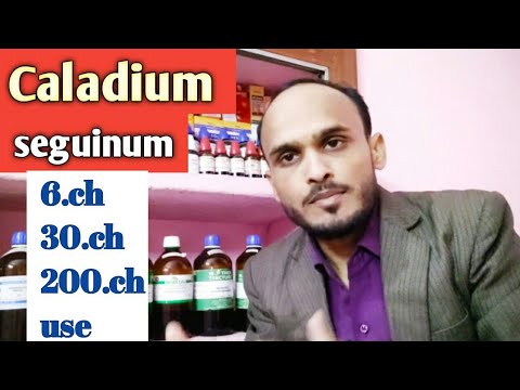 Caladium seguinum / caladium seguinum 6.30.200.Use in hindi / caladium seguium benefits.