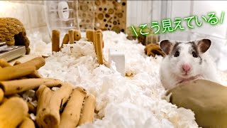 ハムスター目線で見た世界が想像以上にすごかった！